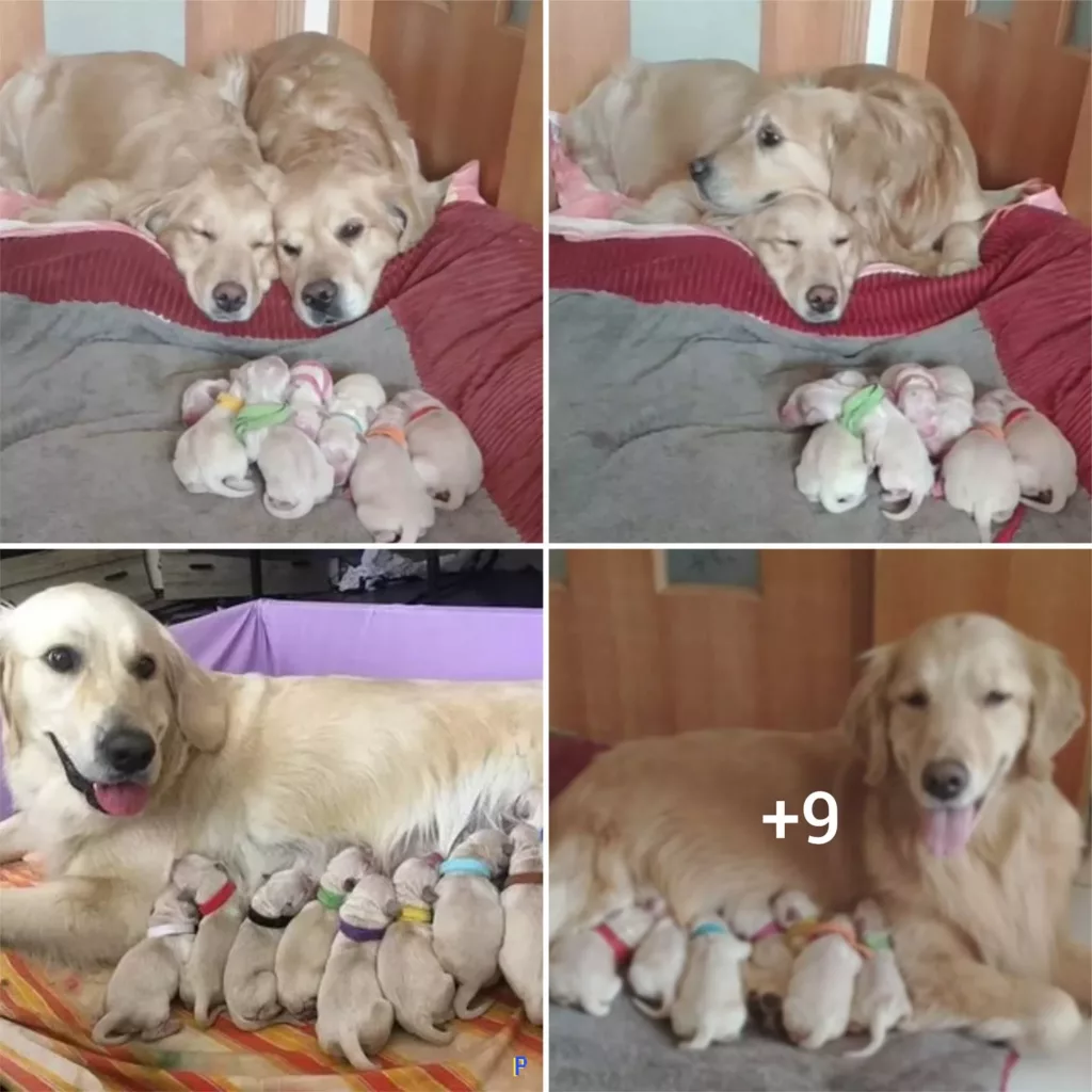 “Brimming with Joy: A Couple’s Heartwarming Encounter as they Welcome their Adorable New Puppies”