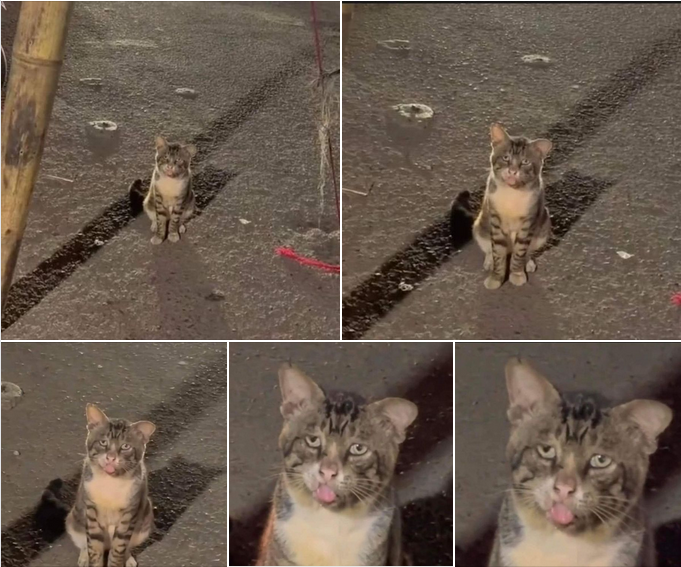 The Adorable Stray Cat: A Dirty Face and a Sweet Tongue!